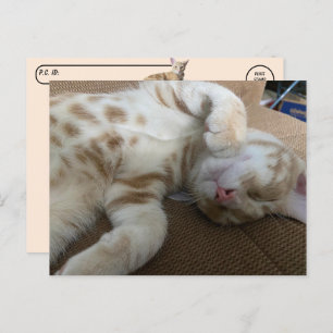 Cartão Postal Postcross - Taz The Adorable Ginger Tabby - Cat