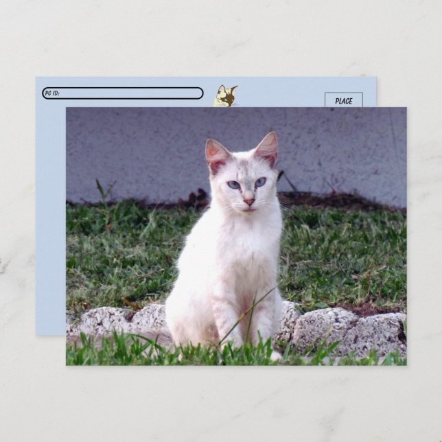 Cartão Postal Postcross - The Siamese Stray - Cartão-postal de g (Frente/Verso)