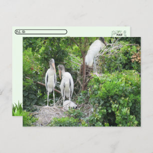 Cartão Postal Postcross - Woodstork e Juveniles