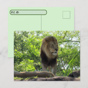 Cartão Postal Postcrossing  - Foto de um Leão