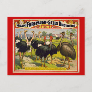 Cartão Postal Poster de Circo de Aves Gigantes - Forepaugh e Ven