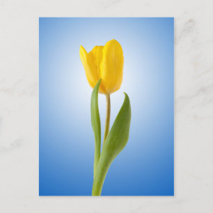 Cartão Postal Pôster de foto floral minimalista de tulipa amarel