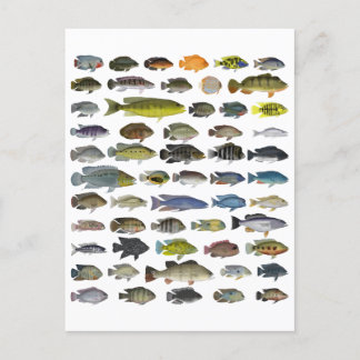 Cartão Postal Poster de Grupo Cichlid