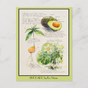 Cartão Postal POSTER de ilustração botânica do Avocado Pintado p