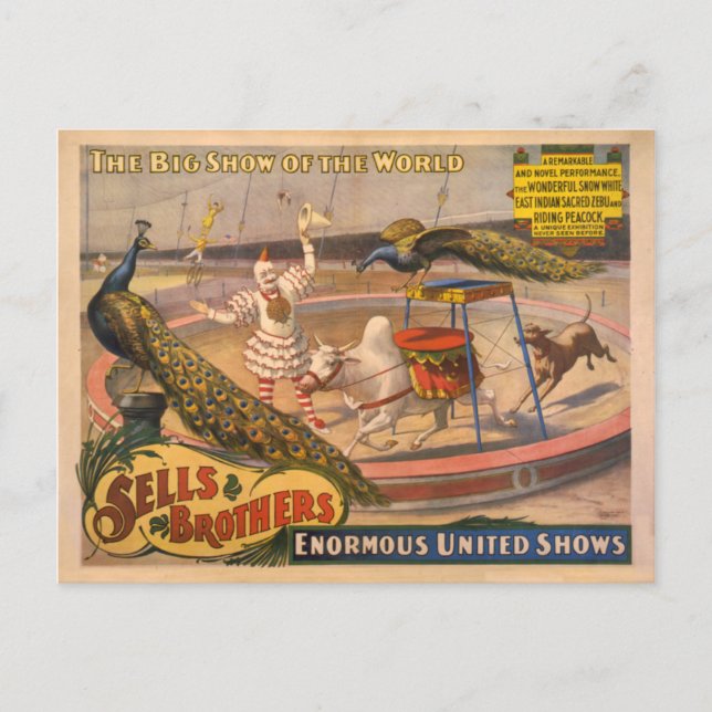 Cartão Postal Poster de Palhaço, Zebu e Peacock Circus (Frente)