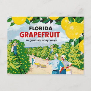 Cartão Postal Poster vintage Flórida Grapefruit anos 30