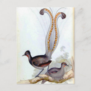 Cartão Postal Poster vintage Lyre Bird