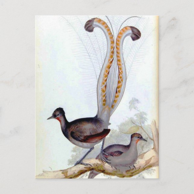 Cartão Postal Poster vintage Lyre Bird (Frente)