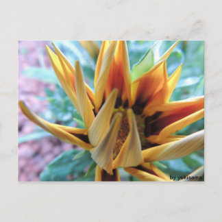 Cartão Postal Postkarte - Blume Laranja
