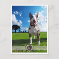 Postkarte Bullterrier