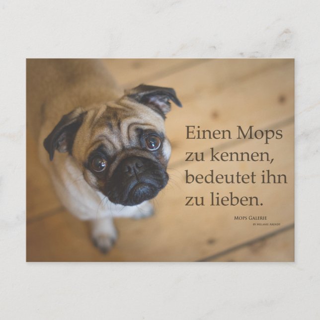 Cartão Postal Postkarte "Einen Mops zu kennen .... (Frente)
