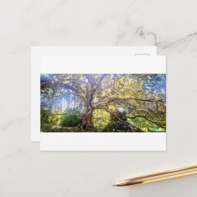 Cartão Postal Postkarte Großer Laubbaum (Frente/Verso In Situ)