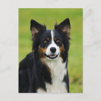 Cartão Postal Postkarte / Hunde Border Collie Portrait