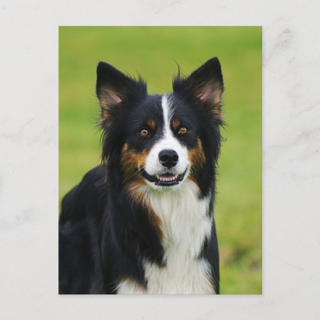Cartão Postal Postkarte / Hunde Border Collie Portrait (Frente)