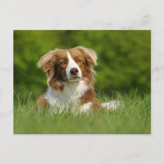 Cartão Postal Postkarte / Hunde Border Collie Portrait