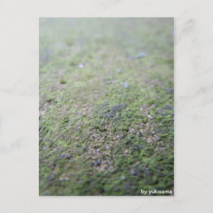 Cartão Postal Postkarte - Moß