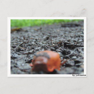 Cartão Postal Postkarte - Nacktschnecke