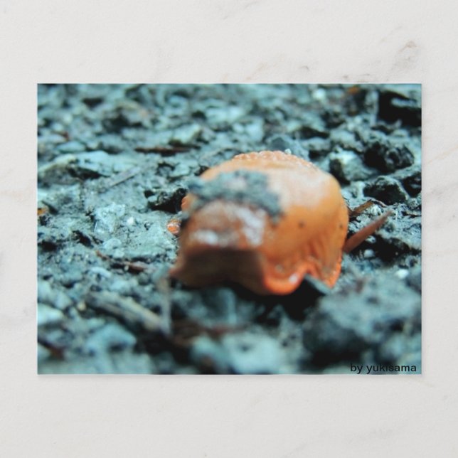 Cartão Postal Postkarte - Nacktschnecke II (Frente)