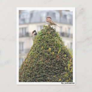 Cartão Postal Postkarte - Vögel