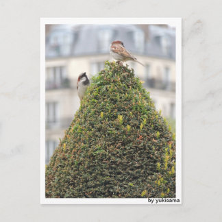 Cartão Postal Postkarte - Vögel