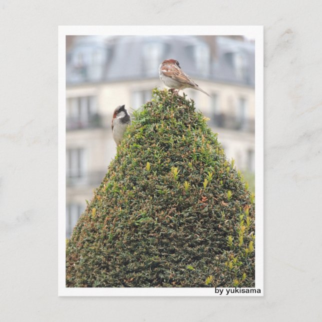 Cartão Postal Postkarte - Vögel (Frente)