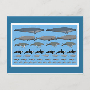 Cartão Postal Postkarte "Wale"