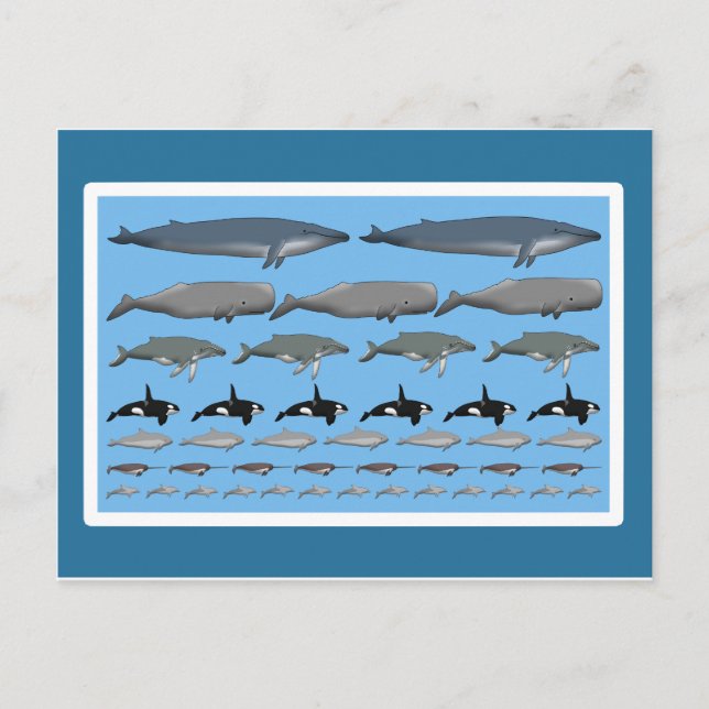 Cartão Postal Postkarte "Wale" (Frente)