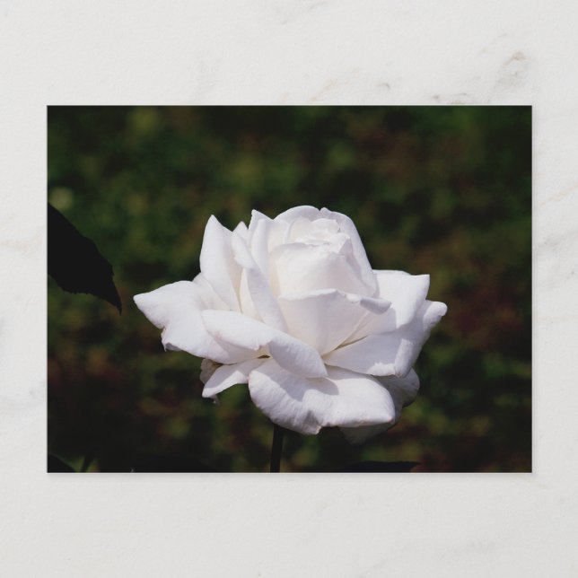 Cartão Postal Postkarte weisse Rosa (Frente)