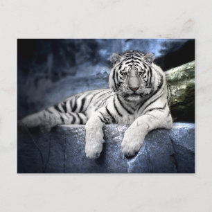 Cartão Postal Postkarte: Weißer Tiger / tigre branco
