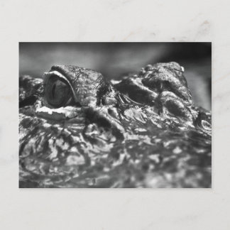 Cartão Postal POSTO CARD Cape Fear Alligator - Carolina do Norte