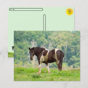 Cartão Postal Posto - Cavalo Pintado Americano em Campo