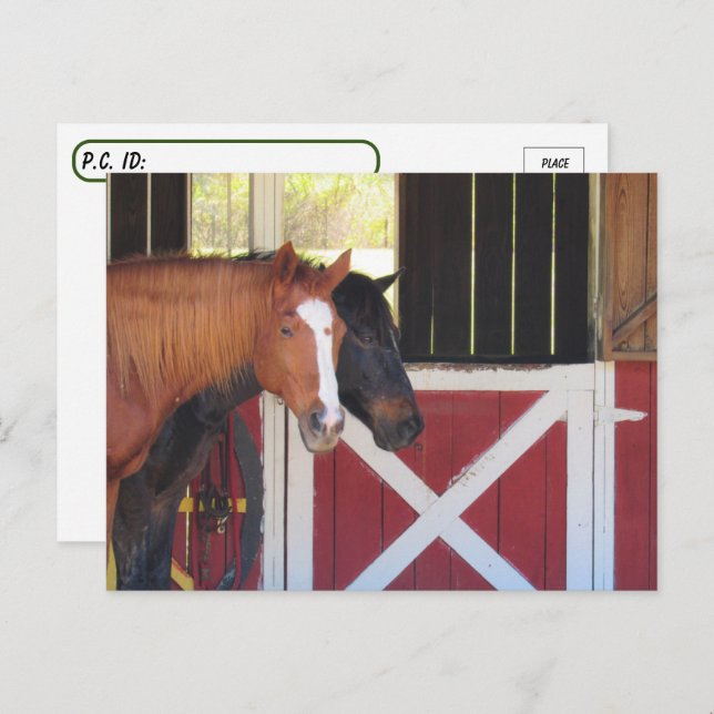 Cartão Postal Posto - Cavalos no Cartão-Postal Estável (Frente/Verso)