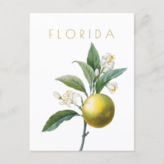 Cartão Postal Posto de meio século de flor da Flórida Vintage