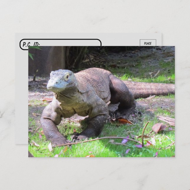 Cartão Postal Posto - Dragão Komodo Que Parece Doce (Frente/Verso)