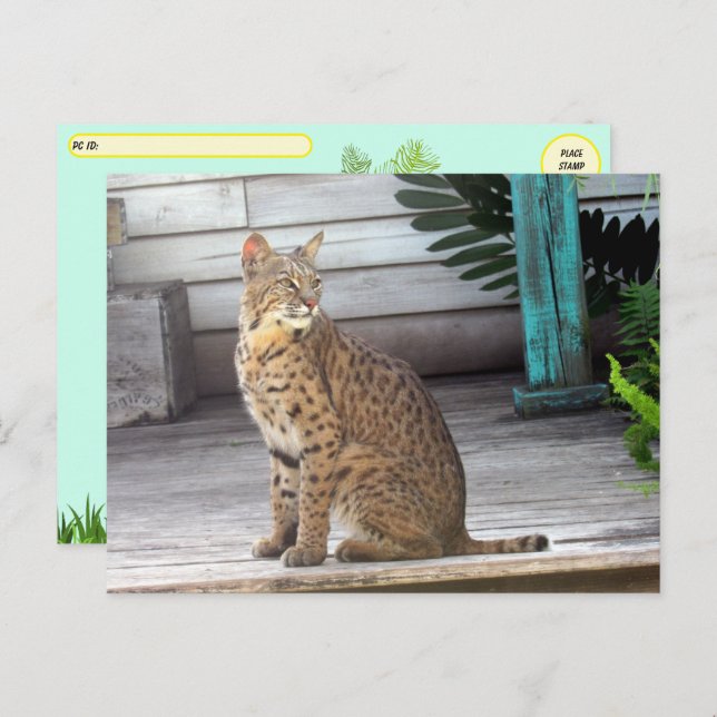 Cartão Postal Posto - Foto de um Bobcat da Flórida (Frente/Verso)