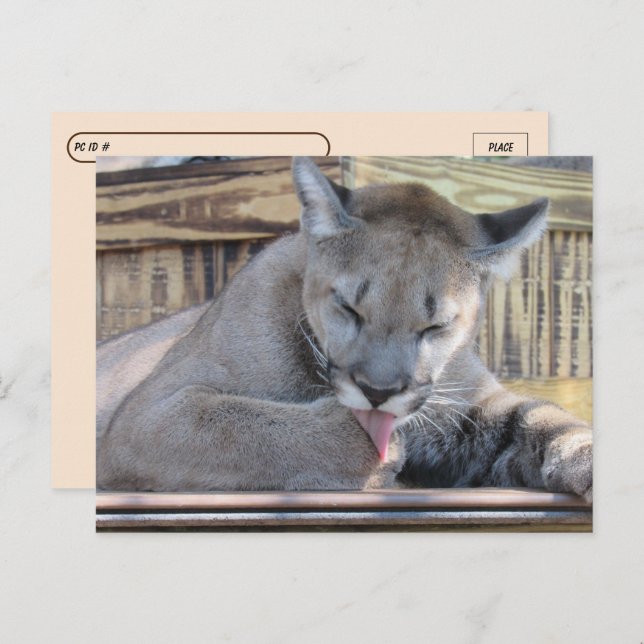 Cartão Postal Posto - Pic Cougar Cub, 11 meses (Frente/Verso)