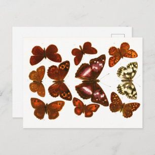 Cartão Postal Posto Zoológico de Borboletas Vintage & Mths