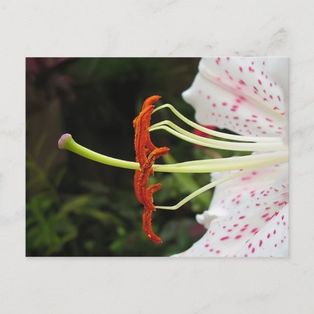 Cartão Postal Posty (Frente)