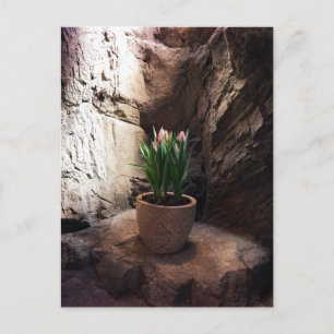 Cartão Postal Pote de Tulipas em um Grotto