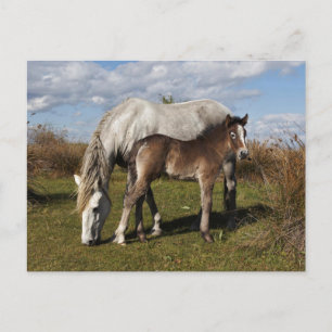 Cartão Postal Potro de Cavalo Camargue com Mãe