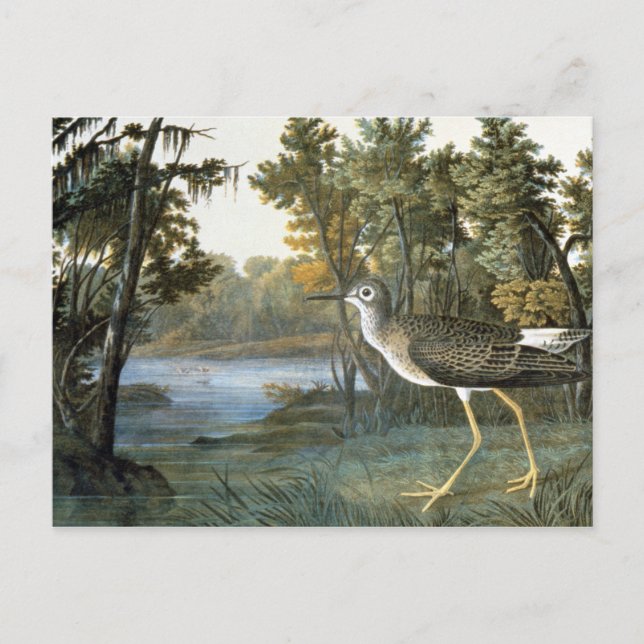 Cartão Postal Pouco Yellowlegs (Frente)