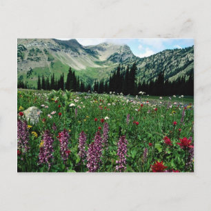 Cartão Postal Prado alpino no Pasayten Wilderness, Califórnia