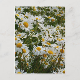 Cartão Postal Prado de Flores Felizes - Rosto feliz margarida so