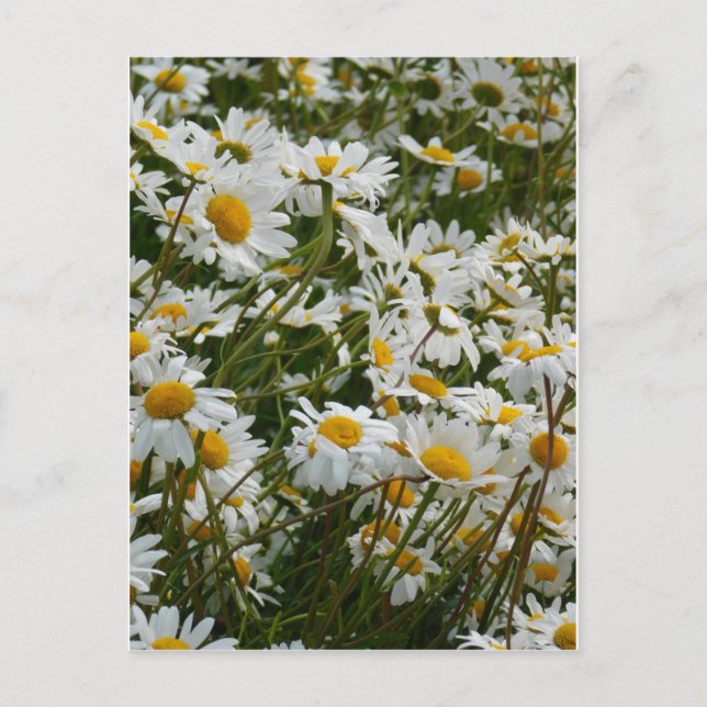 Cartão Postal Prado de Flores Felizes - Rosto feliz margarida so (Frente)