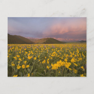 Cartão Postal Prado de flores silvestres espetacular ao nascer d