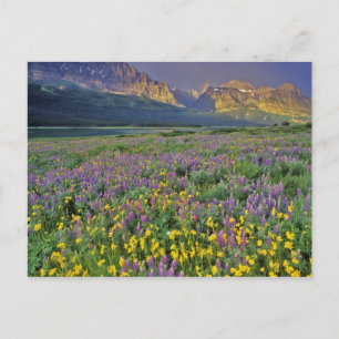 Cartão Postal Prado de flores silvestres no Many glacier