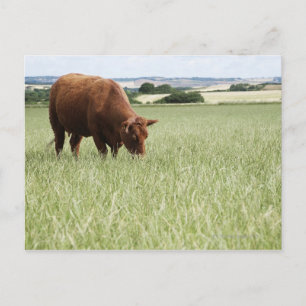 Cartão Postal Prado de vaca em prado