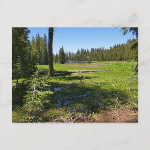 Cartão Postal Prado de Yosemite com Estrelas Cadentes