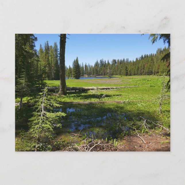Cartão Postal Prado de Yosemite com Estrelas Cadentes (Frente)