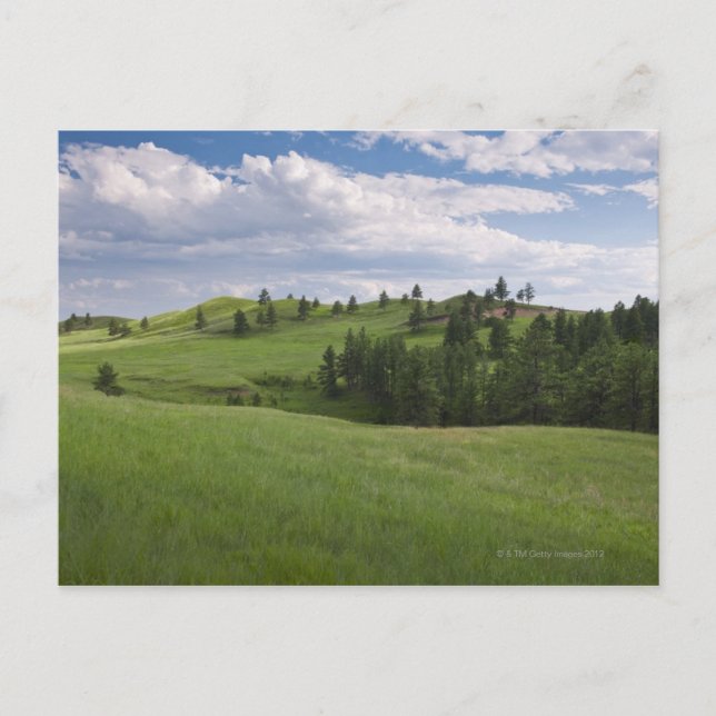 Cartão Postal Prado no Parque Estadual de Custer (Frente)